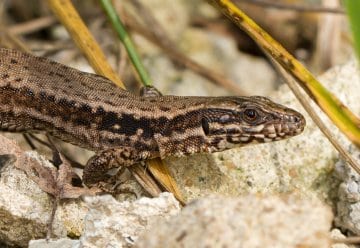 Die Mauereidechse ist ein guter Kletterer und kommt ausschließlich in felsigen und steinigen Lebensräumen vor.