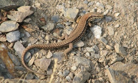 Die Mauereidechse liebt ausgiebige Sonnenbäder. Foto: S. Wilden
