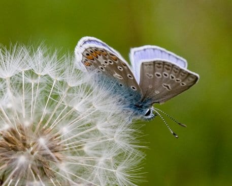Die Nationalparkverwaltung Eifel sucht engagierte und fachkundige Freiwillige, die bei der Umsetzung eines neuen Tagfalter-Monitorings im Nationalpark Eifel mitmachen möchten.
