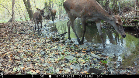 Die Nationalparkverwaltung sucht Unterstützung beim Aufbau, der Betreuung und der Wartung von Kamerafallen und Audiologgern im Nationalpark Eifel. 