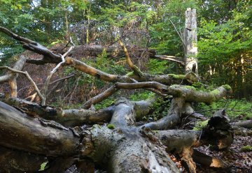 Die Natur im Schutzgebiet entwickelt sich zur Wildnis aus zweiter Hand