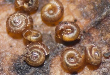 Die Punktschnecke ist mit 1,6 mm Durchmesser die kleinste Gehäuseschnecke Deutschlands.