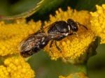 Die Rainfarn-Maskenbiene ist Wildbiene des Jahres 2022 (Foto: J. Esser)