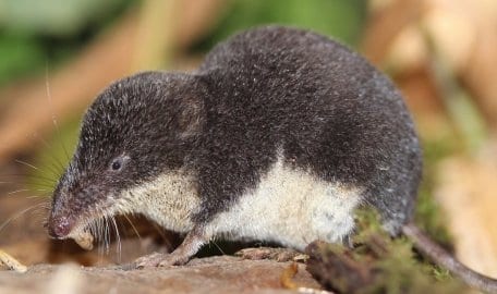 Die Sumpfspitzmaus ist eines der wenigen giftigen Säugetiere, die es weltweit gibt.