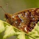 Dieser Hochmoor-Perlmuttfalter ist im südlichen Nationalpark-Bezirk Wahlerscheid gesichtet worden. Foto: Dr. A. Pardey