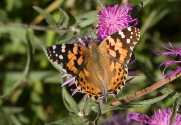Distelfalter im Nationalpark zu beobachten