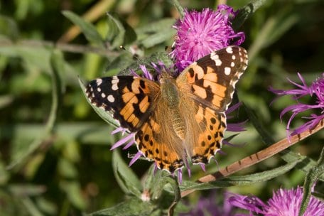 Distelfalter (vanessa carduri)