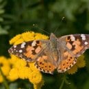 Distelfalter (vanessa carduri)