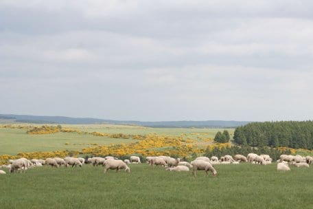 Drei Schäfer verbringen mit zusammen 3.000 Tieren zwischen April und Oktober jeden Tag auf der Dreiborner Hochfläche im Nationalpark Eifel.