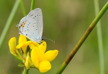 Dürre und Borkenkäfer - Ein Jahr im Zeichen des Klimawandels im Nationalpark Eifel