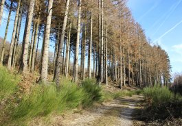 Dürre und Borkenkäfer machen der Fichte zu schaffen.