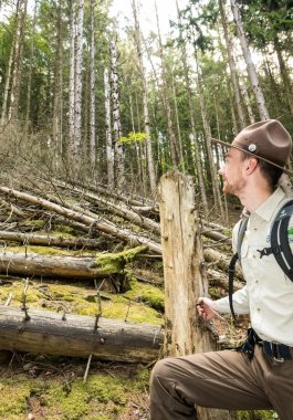 Durch Borkenkäfer zum Absterben gebrachte Fichten stürzen nach und nach zu Boden. Das bietet Licht und Raum für heimische Baumarten.