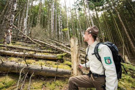 Durch Borkenkäfer zum Absterben gebrachte Fichten stürzen nach und nach zu Boden. Das bietet Licht und Raum für heimische Baumarten.