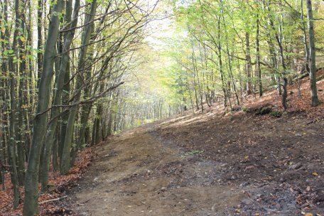 Durch den Rückbau von Wegen kann sich die Natur ihre Lebensräume zurückerobern.