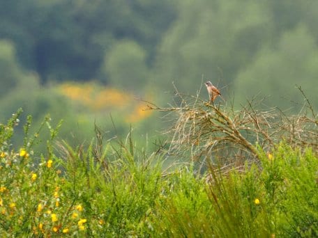 Ein seltener Gast, der eigentlich im Mittelmeerraum heimisch ist. Foto: Nationalparkverwaltung Eifel/S. Twietmeyer