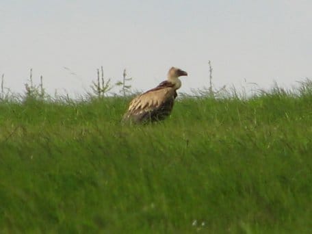 Ein seltener Gast in Nordrhein-Westfalen. Einem Ranger des Nationalparkforstamtes Eifel gelang sogar ein Foto von dem Gänsegeier. (Quelle: Nationalparkforstamt Eifel)