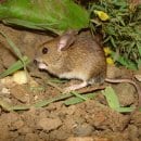 Eine Waldmaus (Apodemus sylvaticus) auf der Dreiborner Hochfläche