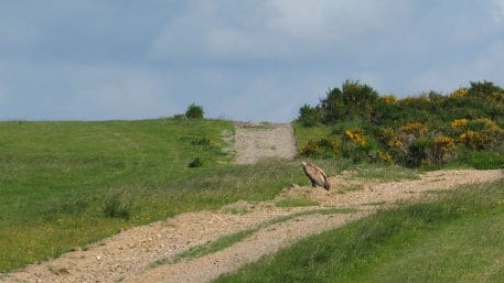 Einem aufmerksamen Schäfer war der seltene Greifvogel aufgefallen. Foto: Nationalparkverwaltung Eifel/S. Twietmeyer