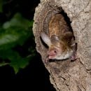 Erfreuliche Nachrichten aus der Forschung: Im vergangenen Jahr gelang der Erstnachweis einer mindestens 24 Tiere umfassenden Wochenstubenkolonie der Bechsteinfledermaus (Myotis bechsteinii) im Nationalpark Eifel. Es handelt sich um eine sogenannte „Urwald