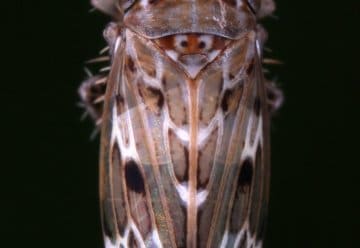 Erstmalig Untersuchung von Zikaden im Nationalpark Eifel