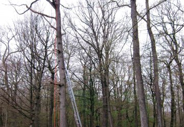 Erstmals Insektenleben zwischen Baumwipfeln erforscht