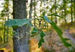 Etwa 16 Prozent der Nationalparkfläche entfallen auf Eichenwälder.