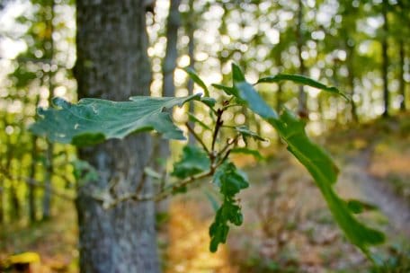 Etwa 16 Prozent der Nationalparkfläche entfallen auf Eichenwälder.