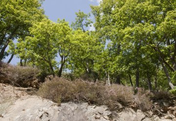 Felsen finden wir an vielen Stellen im Nationalpark Eifel.
