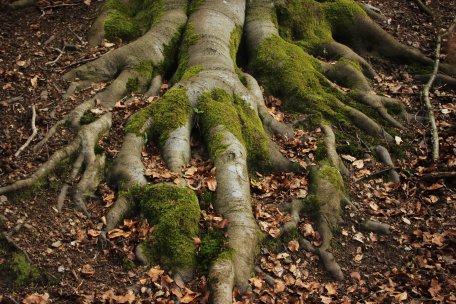 Fest verwurzelt ist diese Buche am Wegesrand.