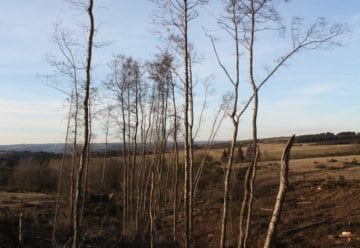 Fichten sollen einer heimischen Pflanzenwelt Platz machen