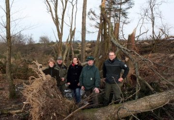 Fichten sollen einer heimischen Pflanzenwelt Platz machen