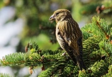 Fichtenkreuzschnabel