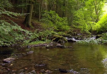 Filmtipp: &quot;Wald - Wasser - Wildnis&quot;