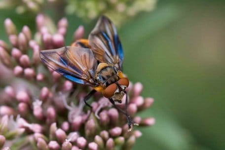 Forscher haben über 8.100 Tier- und Pflanzenarten im Nationalpark nachgewiesen, eine davon die farbenprächtige Wanzenfliege. Foto: A. Pardey
