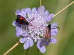 Foto: Acker-Witwenblume (Autor: Dr. A. Pardey)