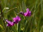 Foto: Berg-Platterbse (Autor: Dr. A. Pardey)