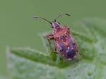Foto: Birkenwanze (Autor: Dr. A. Pardey)