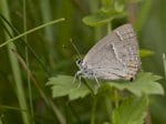 Foto: Blauer Eichen-Zipfelfalter (Autor: Dr. A. Pardey)