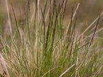 Foto: Borstgras (Autor: Dr. A. Pardey)
