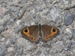 Foto: Braunauge (Autor: Dr. A. Pardey, fotografiert bei Taufers im Münstertal, Südtirol, Italen)