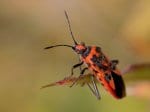 Foto: Corizus hyoscyami (Autor: Dr. A. Pardey)
