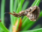 Foto: Dreieckspinne (Autor: Dr. A. Pardey)