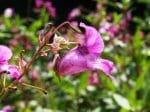 Foto: Drüsiges Springkraut (Autor: Dr. A. Pardey)