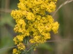 Foto: Echtes Labkraut (Autor: Dr. A. Pardey)