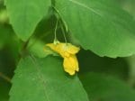 Foto: Echtes Springkraut (Auto: Dr. A. Pardey)
