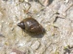 Foto: Eiförmige Schlammschnecke (Autor: Dr. A. Pardey)