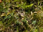Foto: Englischer Ginster (Autor: Dr. A. Pardey)