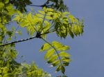 Foto: Esche (Autor: Dr. A. Pardey)