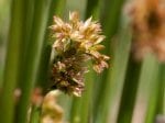 Foto: Flatter-Binse (Autor: Dr. A. Pardey)