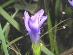 Foto: Fransen-Enzian (Autor: Dr. A. Pardey)
